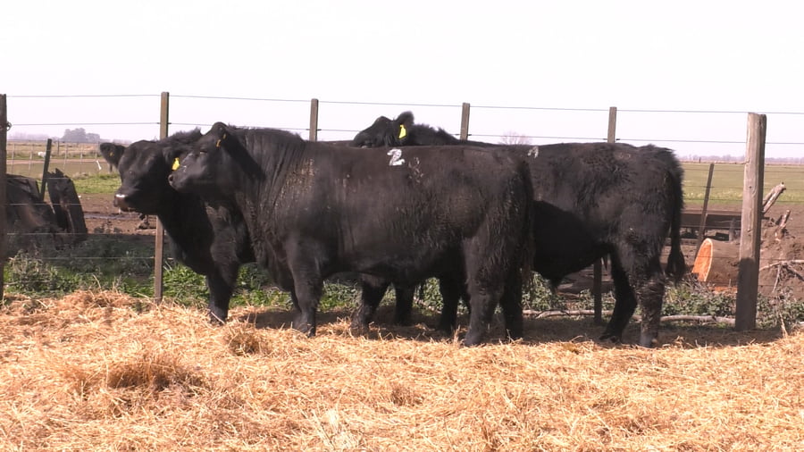 Lote TOROS PUROS POR CRUZA 