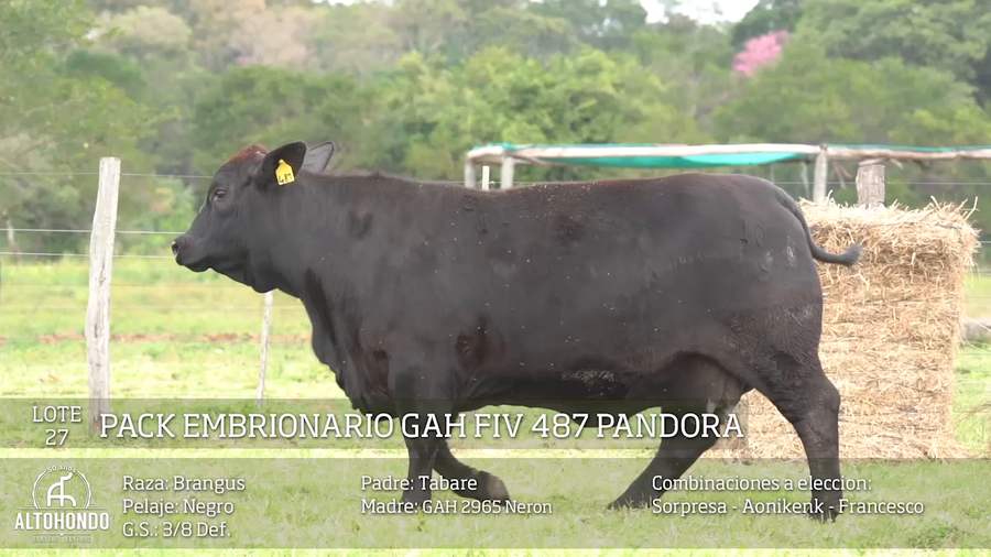 Lote PACK EMBRIONARIO -LOTE 27