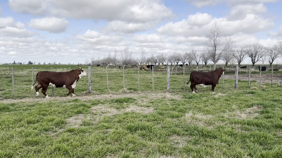 Lote Vaquillas preñadas Braford Cabaña "Don Pedro"
