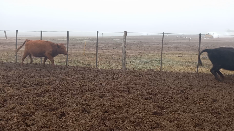 Lote Terneros/as en Salazar, Buenos Aires