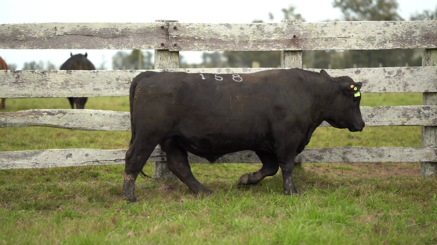 Lote Toros PI