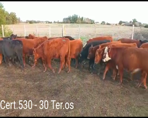 Lote (Vendido)30 Terneros 8 AA - 10 RA - 8RA/ HE - 1HE - 2 AA/ HE - 2NO/ RA a remate en Remate virtual de Coco Morales & Asoc. 215kg -  en CUEVA DEL TIGRE A 18 KM DE CARDONA