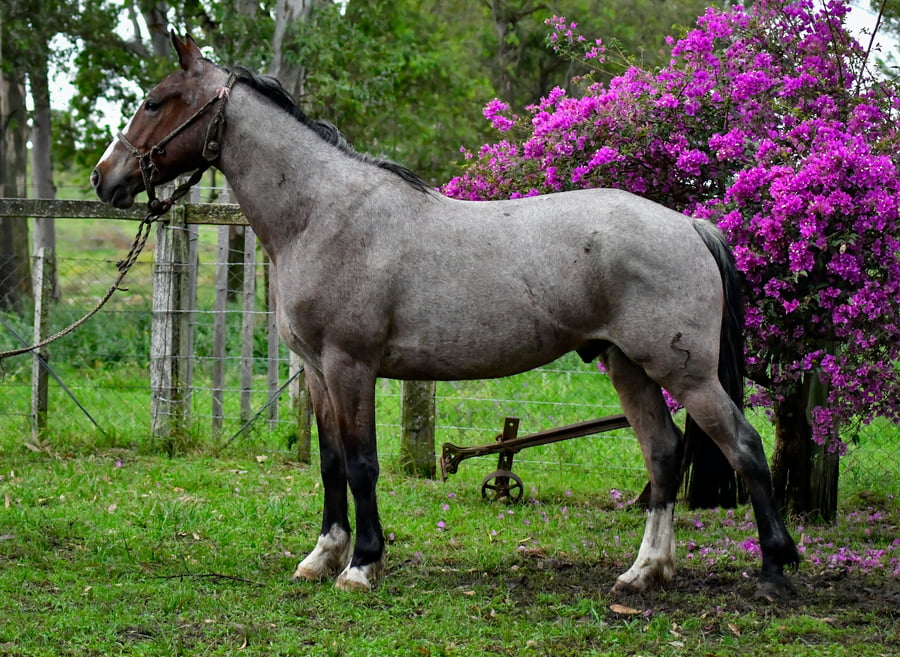 Lote Don Salvador