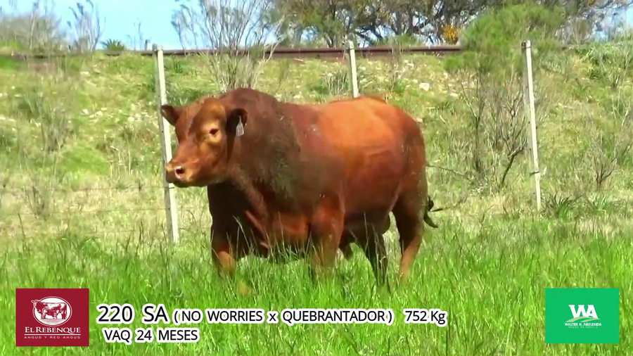 Lote Toros a remate en Angus el Rebenque  en Asociación Rural de Florida