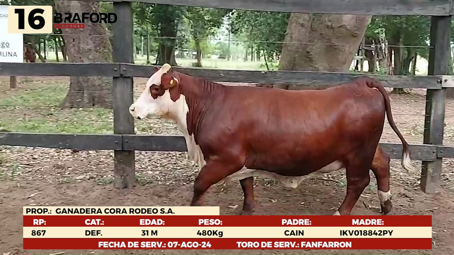 Lote LOTE 16