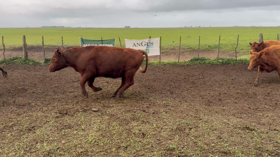 Lote 60 Vacas nuevas C/ cria en Buenos Aires, Ayacucho