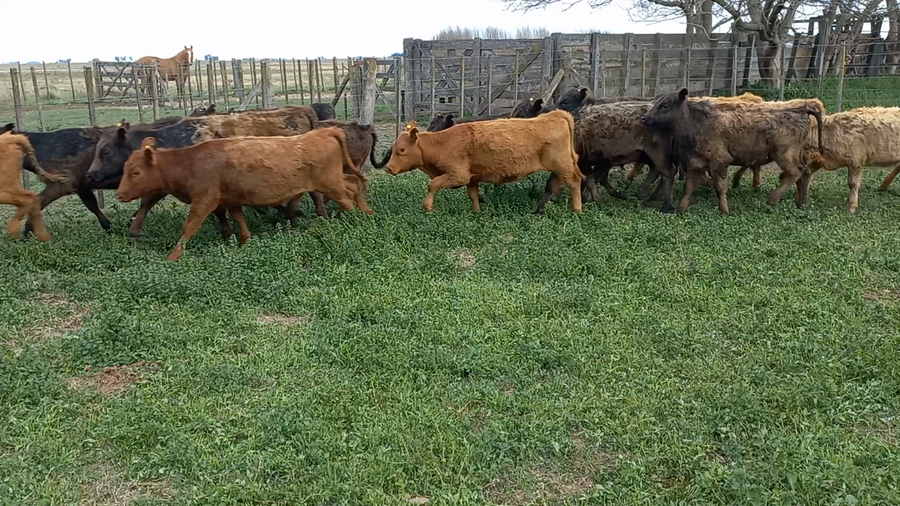 Lote 30 Terneros/as en arboledas, Buenos Aires