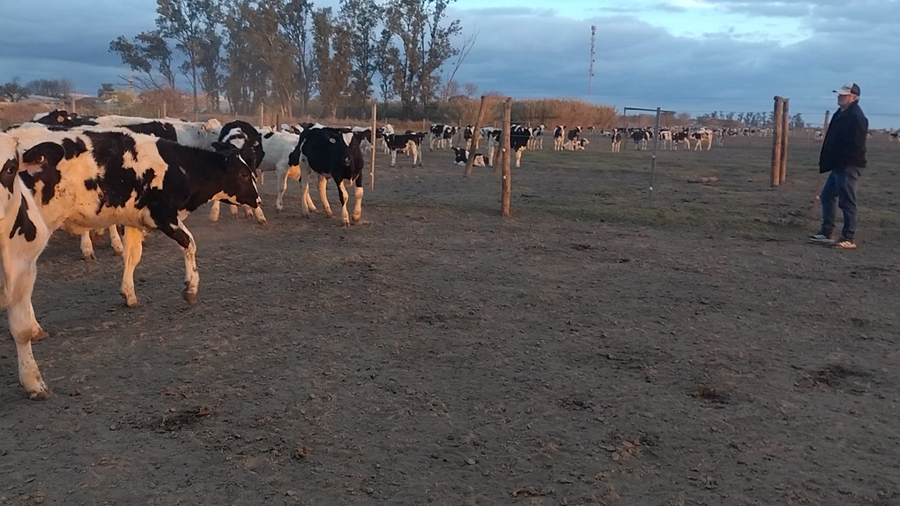 Lote 50 Novillitos Holando Argentino en Freyre, Córdoba