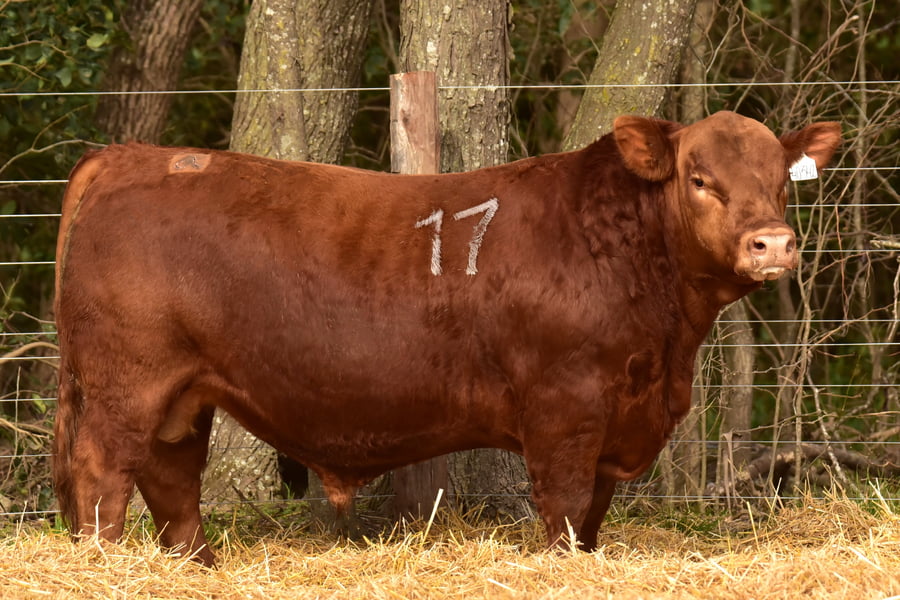 Lote TOROS ANGUS PC