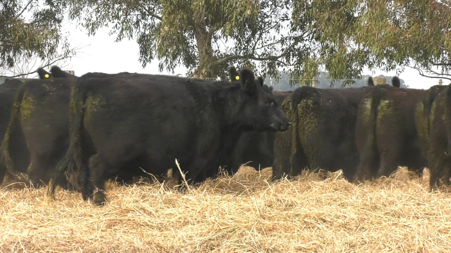 Lote 5 VAQUILLONAS HIJAS DE LA PAZ HAYMOUNT EDAD 25 MESES