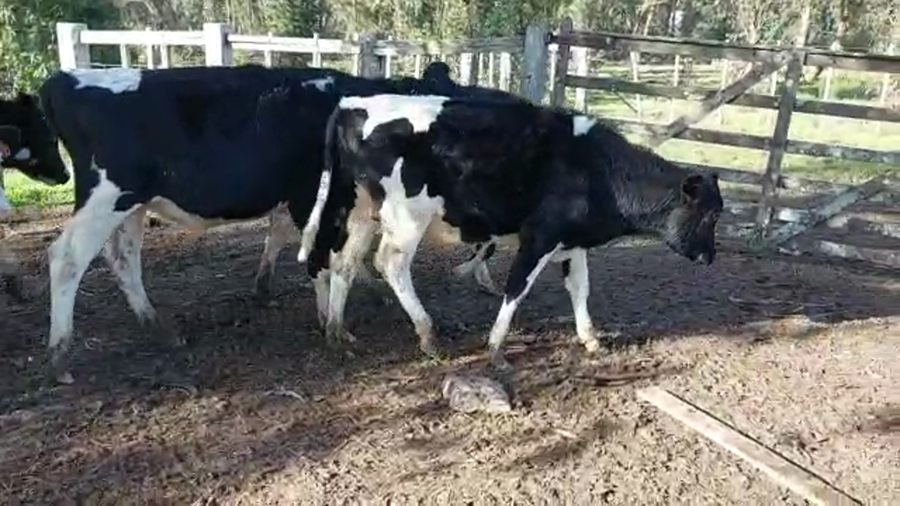 Lote 14 Novillos HOLANDO a remate en PANTALLA CAMY 240kg - , San José