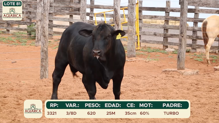Lote LOTE 81