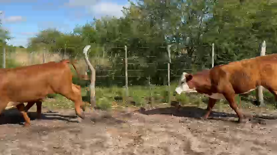 Lote 86 Novillitos en Corrientes, Curuzu Cuatia