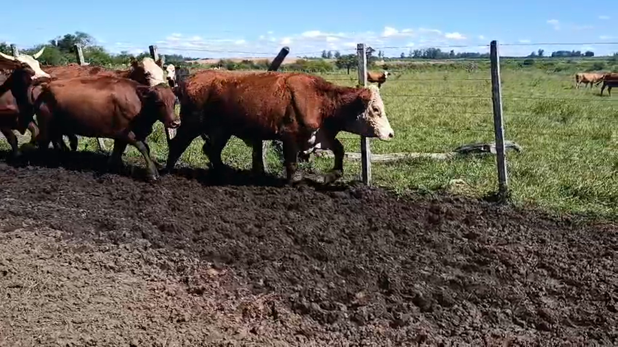 Lote 18 Vacas de invernar en Corrientes, Mocoretá