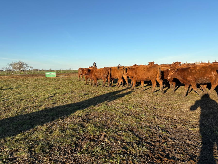 Lote 60 Terneras en Entre Ríos, Villaguay