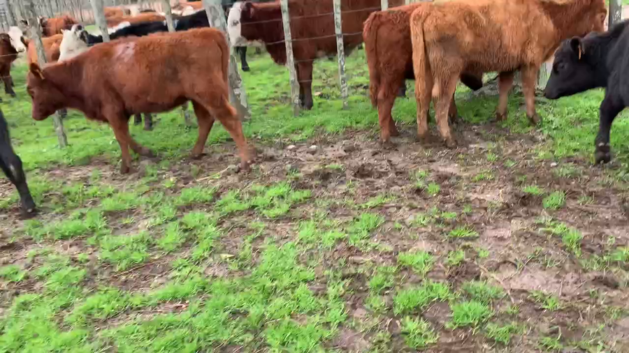 Lote 7 Terneras en Melo, Cerro Largo