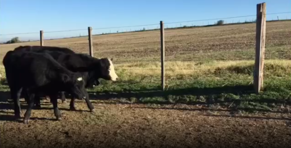 Lote 25 Terneros en Colonia