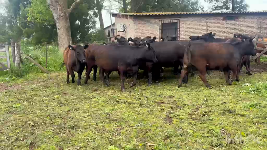 Lote 19 Vaquillonas c/garantía de preñez