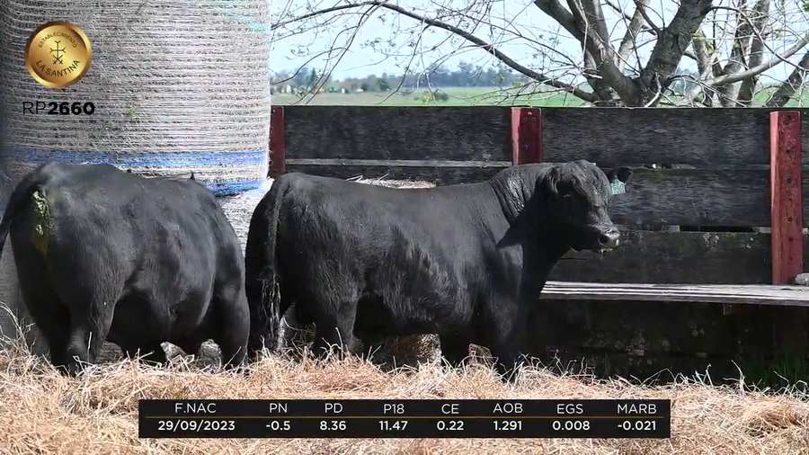 Lote LA SANTINA KIKO 1958-2660