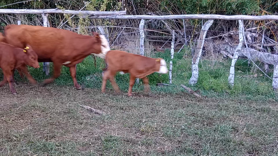 Lote 10 Vacas con Cría  en Corrientes, Mocoretá