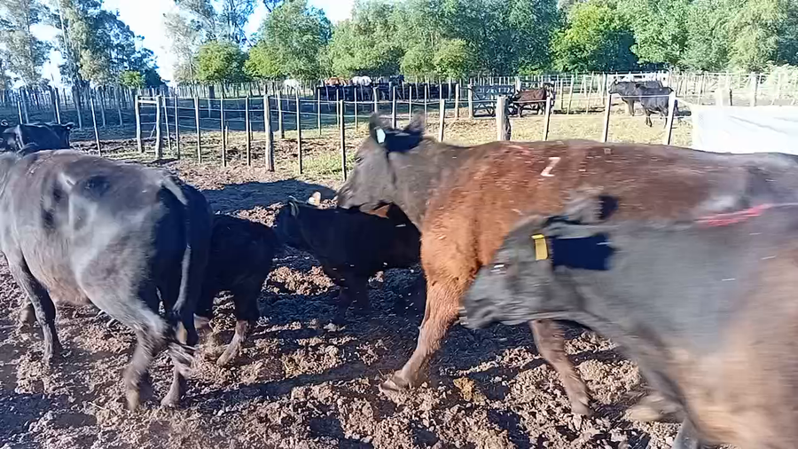 Lote 22 Vacas CUT con cría en Buenos Aires, Daireaux