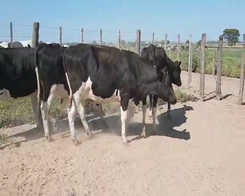 Lote Mauricio Minetti