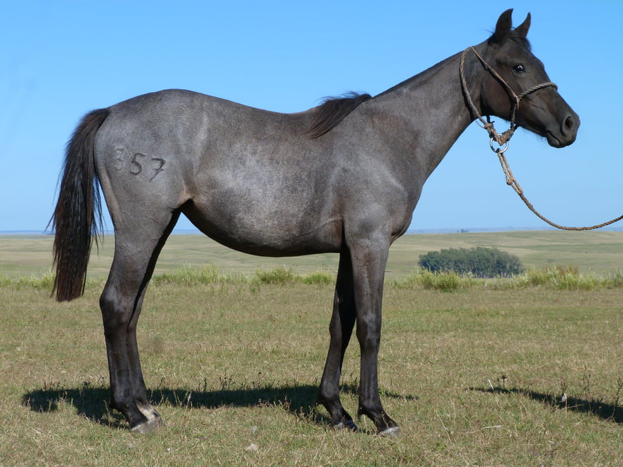 Lote Lima del Cerro Grande