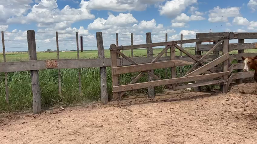 Lote 110 Terneros/as en Bandera, Santiago del Estero