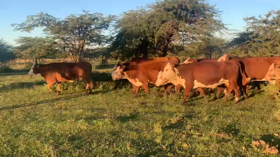 Lote 35 Vientres en Corrientes, Mercedes