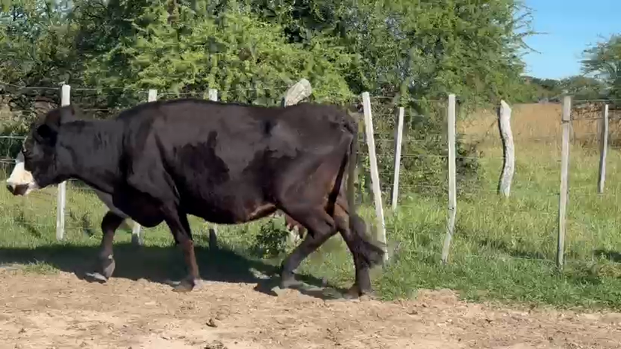 Lote 25 Vacas de invernar