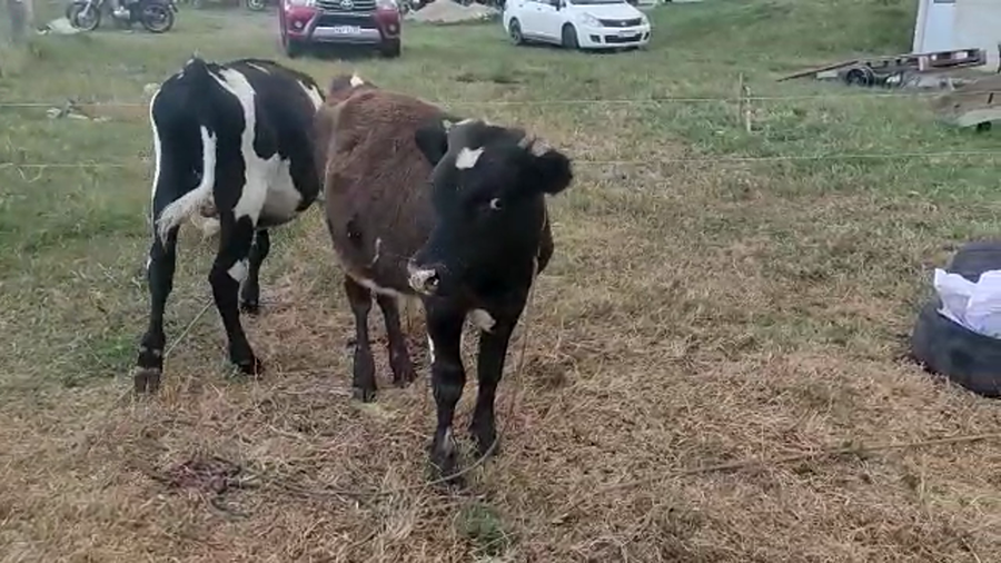 Lote 2 Terneros Cruza