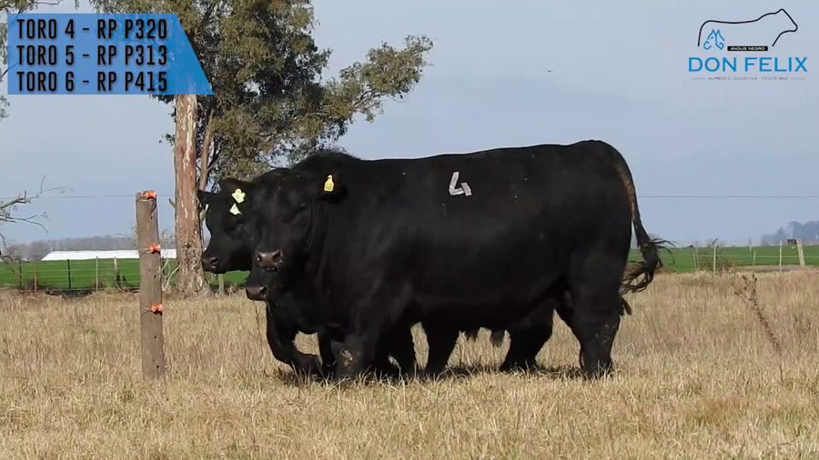 Lote "Cabaña ""Don Felix"" Toros Angus PC"