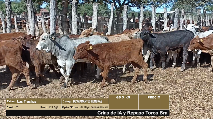 Lote LOTE 2 - 71 DESMAMANTES HEMBRAS