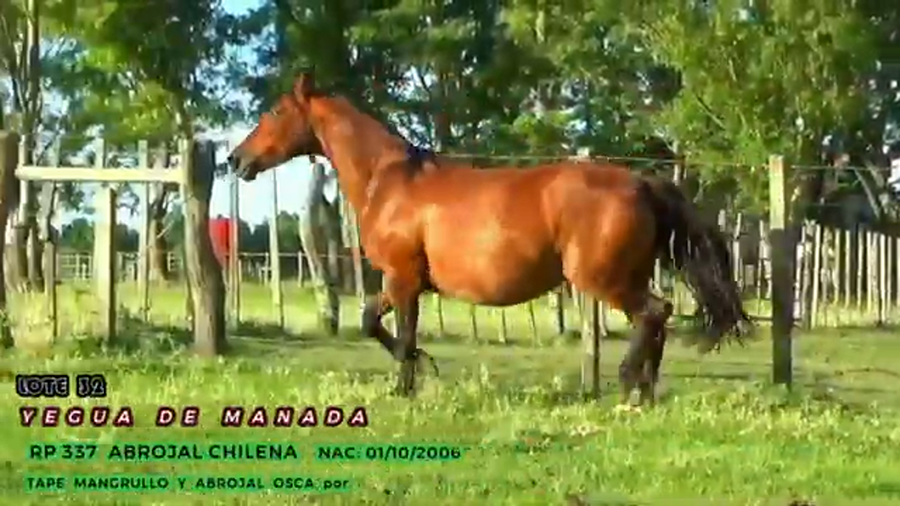 Lote Abrojal Chilena