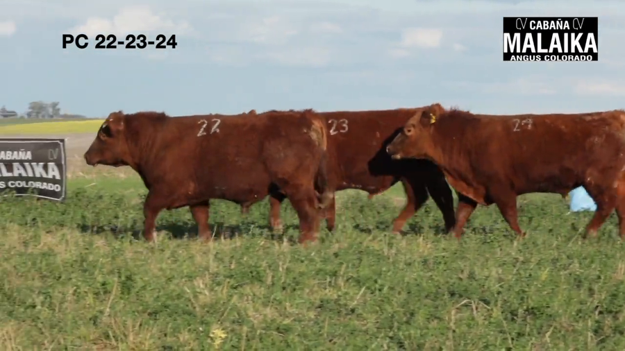 Lote "TORO PURO CONTROLADO ""CABAÑA MALAIKA"""