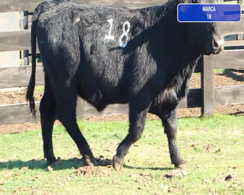 Lote 1 Toro en Coyhaique, XI Región Aysén