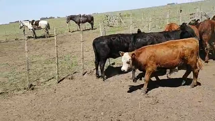 Lote 33 Terneros/as en Benito Juárez, Buenos Aires