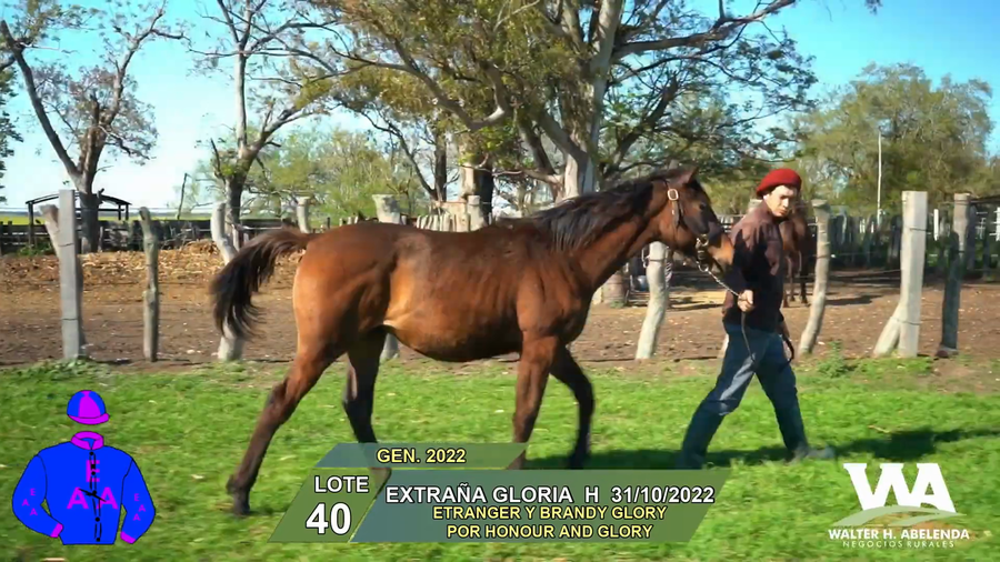 Lote EXTRAÑA GLORIA