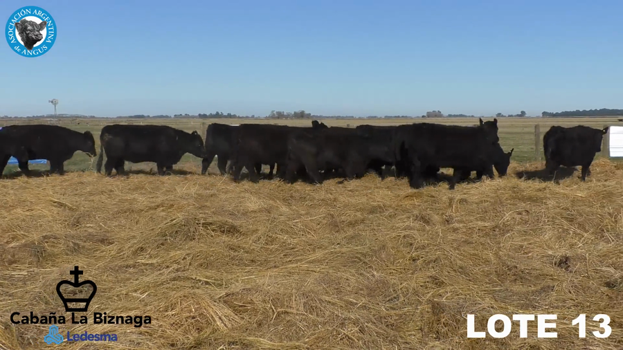 Lote 15 VAQUILLONAS ANGUS MAS