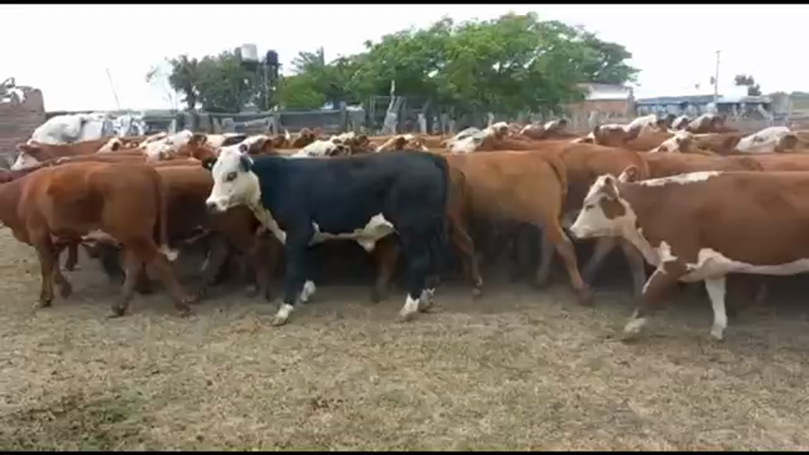 Lote 97 Terneros/as en San José de Feliciano, Entre Ríos