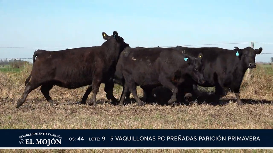Lote NEGRAS PREÑADAS PARICIÓN PRIMAVERA