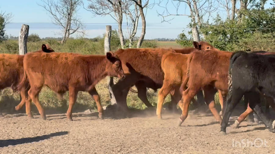 Lote 60 Terneros en Corrientes, San Lorenzo