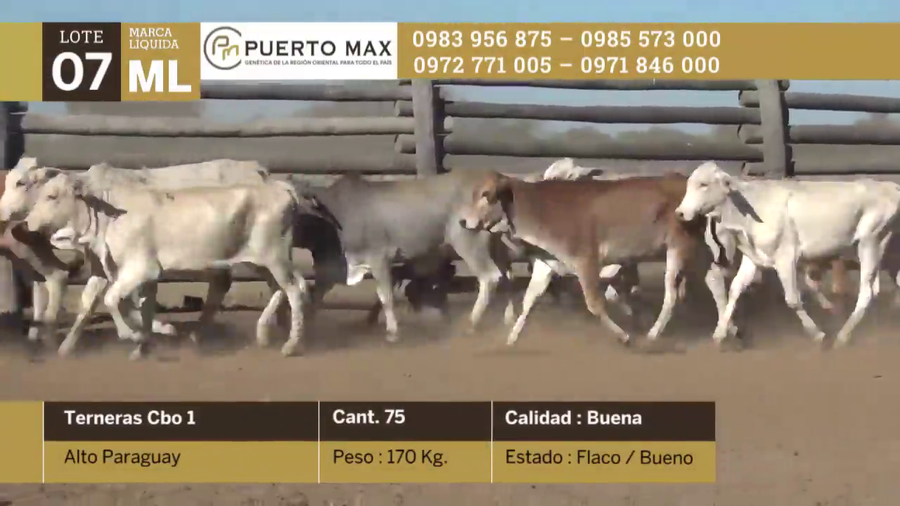 Lote Terneras hasta 170 kg