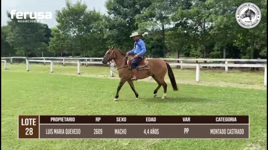 Lote LOTE 28 BOZAL