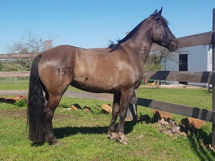 Lote Rincón la bamba