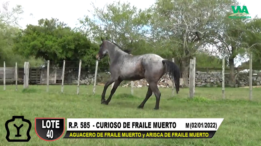 Lote CURIOSO DE FRAILE MUERTO