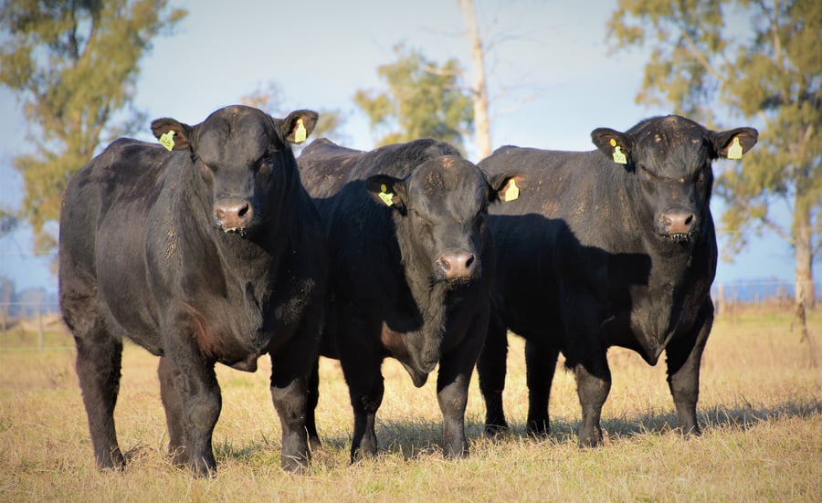 Lote "Cabaña ""Don Felix"" Toros Angus PC"