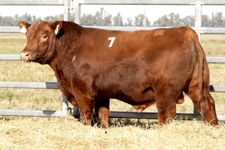 Lote TOROS ANGUS PUROS CONTROLADOS