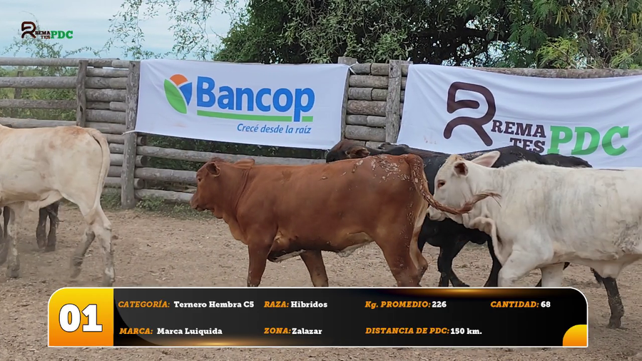 Lote Ternero Hembra C5