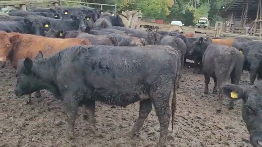 Lote 45 Vaquilla Engorda en Freire, IX Región Araucanía